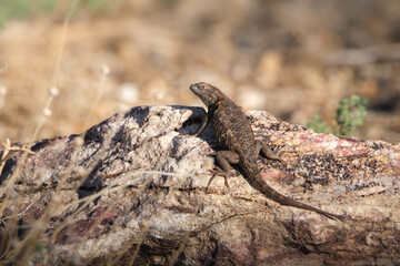 Spiny backed lizard on the rock in the desert sun