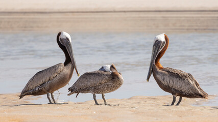 Three brown pelicans standing on the sand in Anastasia State Park