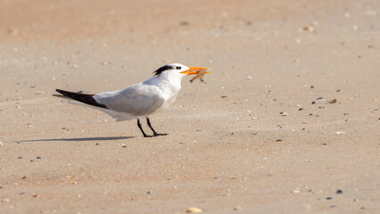 A single royal tern with a shrimp in its beak standing on the beach in Anastasia State Park