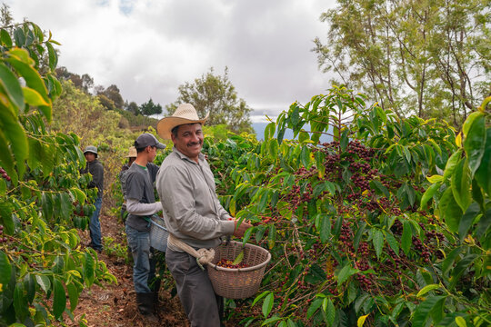 Farmers harvest coffee on coffee plantations, Jalapa, Guatemala