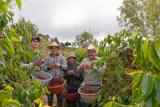 Group of happy farmer showing his freshly harvested Arabica coffee beans.