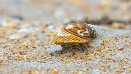 A shell sitting on the sand with the wind having swept come of the sand away