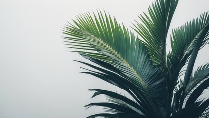 A close-up of lush green palm leaves against a plain, light background.
