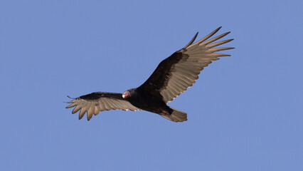 Obraz premium A turkey vulture in flight