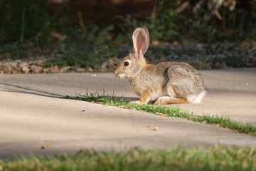 Desert cottontail bunny rabbit in the grass