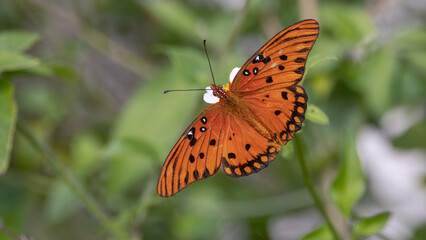 A gulf fritillary butterfly perched on a white beggartick with its wings spread in Florida