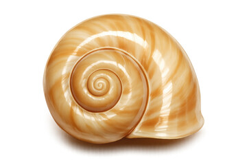 Studio shot of a polished seashell with transparent background, highlighting its spiral structure and intricate patterns