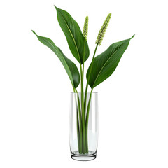 Green plant in clear glass vase against black background
