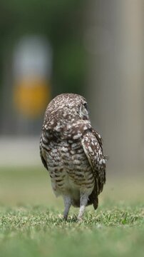 Small burrowing owl perched low on the ground with muted greens and browns in the background