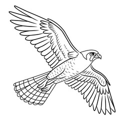 vector illustration sketch hand drawn with black lines of flying falcon