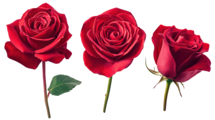  Set of Isolated Vivid Red Rose Flowers - High-resolution bright red rose blossoms on transparent background