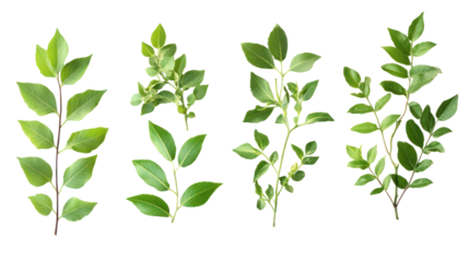  Set of Kalimeris Indica Trees - Group of Kalimeris indica flowering shrubs on transparent background