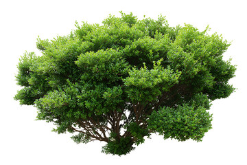Obraz premium A lush green dense shrub with visible branches isolated on transparent background