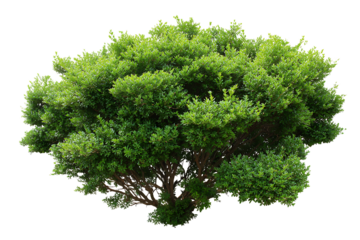 A lush green dense shrub with visible branches isolated on transparent background