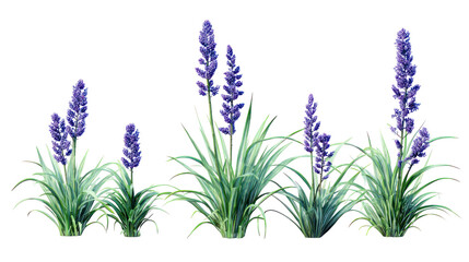 Naklejka premium Set of Liriope Muscari - Clumps of Liriope muscari plants with green grass-like leaves on transparent background