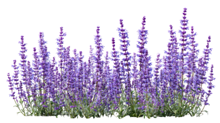  Set of Mexican Bush Sage (Salvia leucantha) - Cluster of vibrant Mexican bush sage plants with purple flowers on transparent background