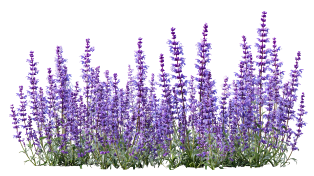  Set of Mexican Bush Sage (Salvia leucantha) - Cluster of vibrant Mexican bush sage plants with purple flowers on transparent background