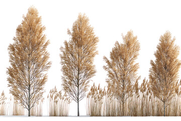  Set of Miscanthus Sinensis Gracillimus - Elegant Miscanthus sinensis 'Gracillimus' ornamental grass clumps on transparent background