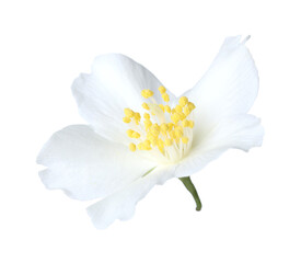 Fototapeta premium One beautiful jasmine bud isolated on white