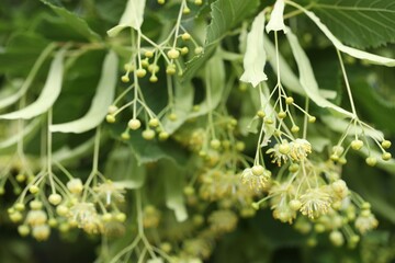 Linden tree branch with leaves and blooming flowers outdoors, closeup