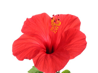 Beautiful red hibiscus flower isolated on white