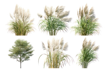  Set of Miscanthus Sinensis Gracillimus - Elegant Miscanthus sinensis 'Gracillimus' ornamental grass clumps on transparent background