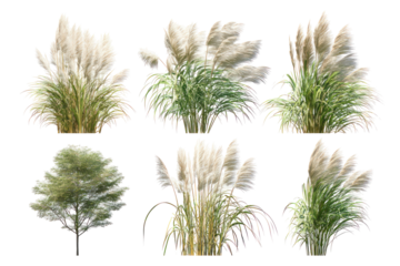 Set of Miscanthus Sinensis Gracillimus - Elegant Miscanthus sinensis 'Gracillimus' ornamental grass clumps on transparent background