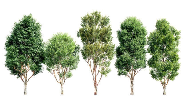  Set of Nyssa Biflora Trees - Group of Nyssa biflora (swamp tupelo) trees with lush green foliage on transparent background