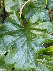 Hoja verde muy grande
