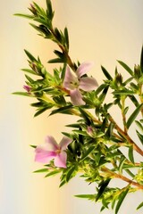 Close up of  Pink Diosma (Coleonema) stems with flowers