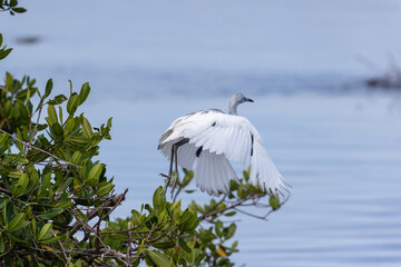 Juvenile little blue heron called Egretta caerulea