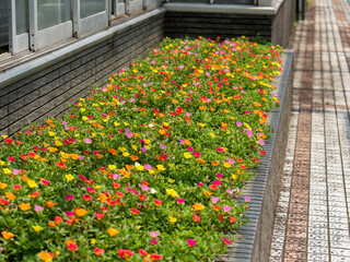 カラフルなポーチュラカが咲く花壇の風景