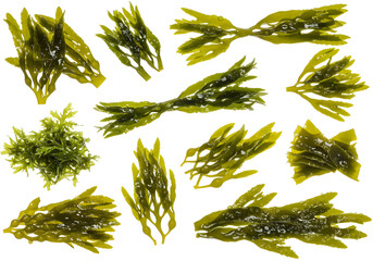 Seaweed Variety Fresh Green Seaweed, Isolated on White Background, Edible Seaweed, Food Texture, Sea Vegetables