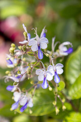 Blue butterfly bush Rotheca myricoides also called butterfly Clerodendrum