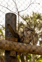 Tawny Frogmouth Podargus strigoides perches on a wood branch