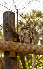 Tawny Frogmouth Podargus strigoides perches on a wood branch