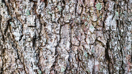 Close up of textured tree bark surface detailed nature background