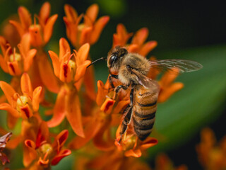 Eyes on the Prize – Focused Bee on Orange Blossoms