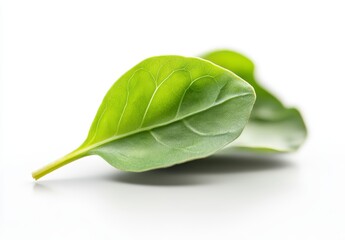 Fresh Green Leaf on a Simple Background with Soft Shadows for Organic and Natural Concepts