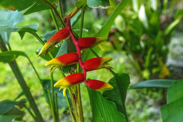 Lobster claw heliconia also known as Heliconia rostrata