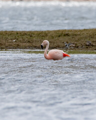Phoenicopterus chilensis - flamenco chileno 
