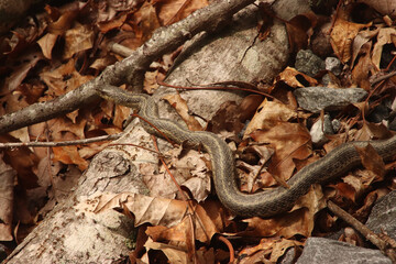 Garter Snake Moving across a Log