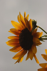 Profile of a Sunflower