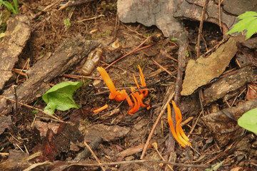 Witch Finger Fungus -Clavariacea - 