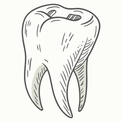Hand Drawn Tooth Illustration dental drawing