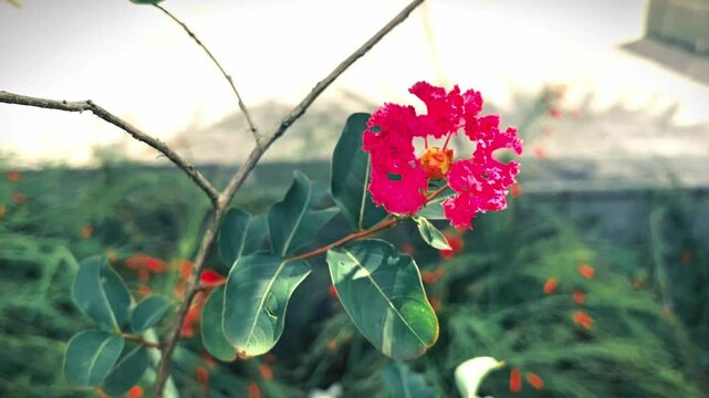 Dona Luz: Exotic Tropical Flower in Vibrant Red and Cream