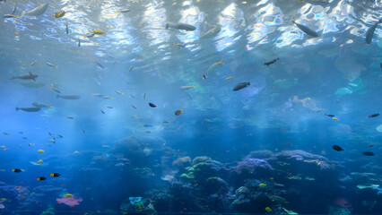 atlanta aquarium blue watet background