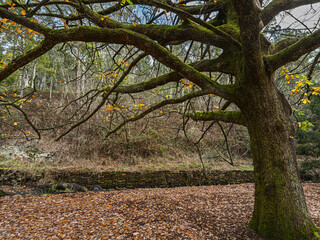 Large Oak Tree Has Glowing Green Limbs