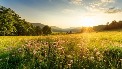 golden hour sunlight bathes a lush green meadow wildflowers blooming vibrantly under a clear blue sky perfect for summer nature and idyllic scenery projects bright beauty wildflower meadow