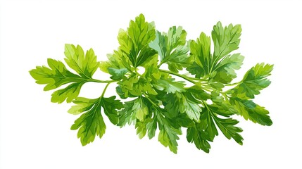 Lush green parsley sprigs, detailed leaf textures, arranged on a white backdrop
